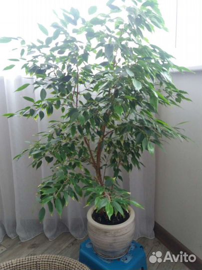 Фикус бенджамина