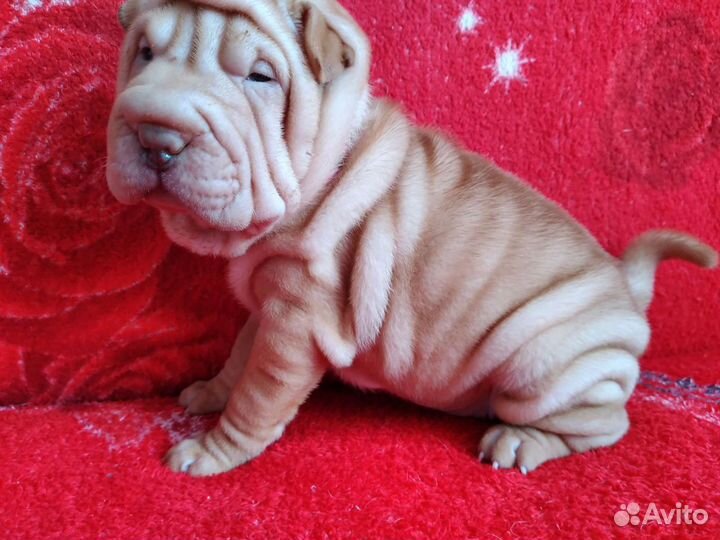 Девочки красавицы