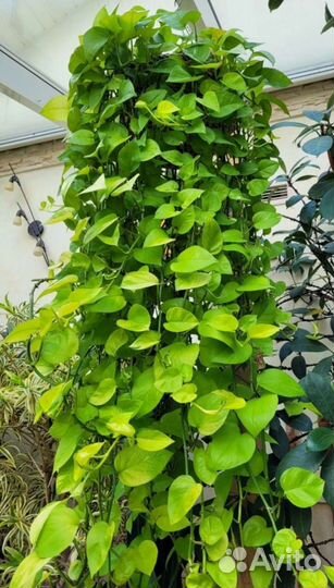 Сциндапсус голден потос