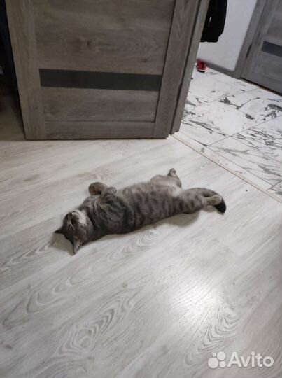 Майн-кун с Британцем