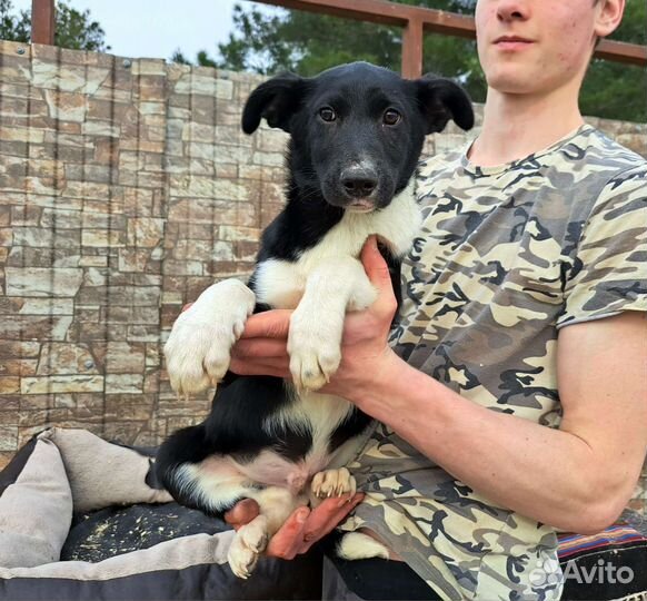 Щенок в добрые руки