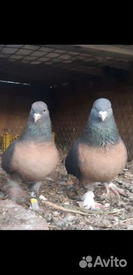 Голуби Ленинаканци и турецкая такла