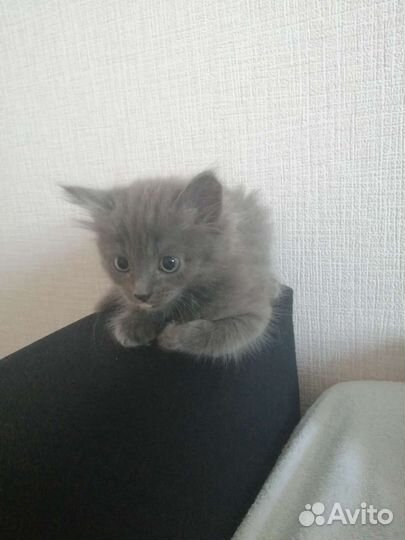 Котёнок шотландский