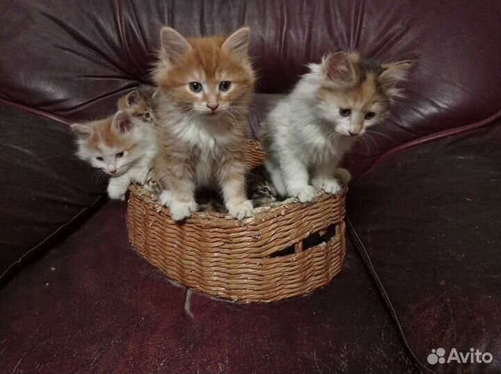 Курильчата -рысята