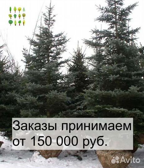 Ель