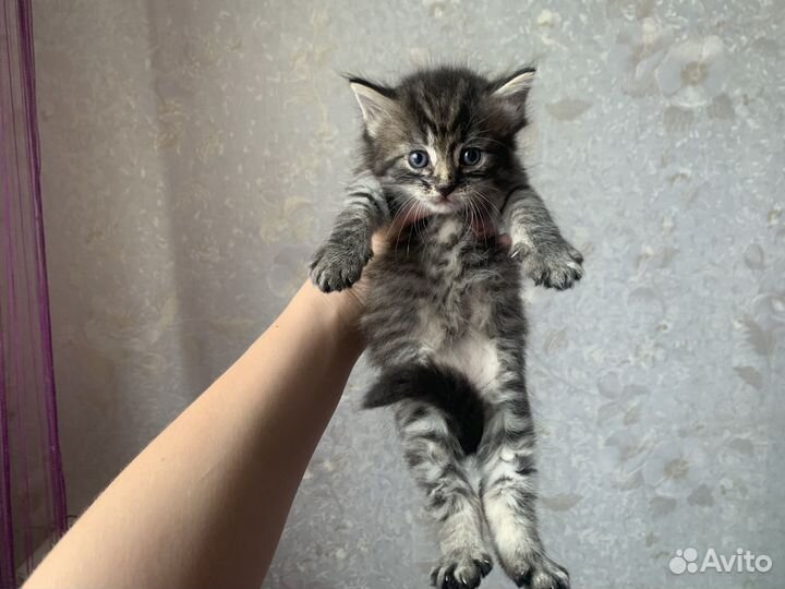 Котята в добрые руки 1 месяц