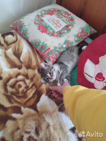 Котёнок в добрые руки