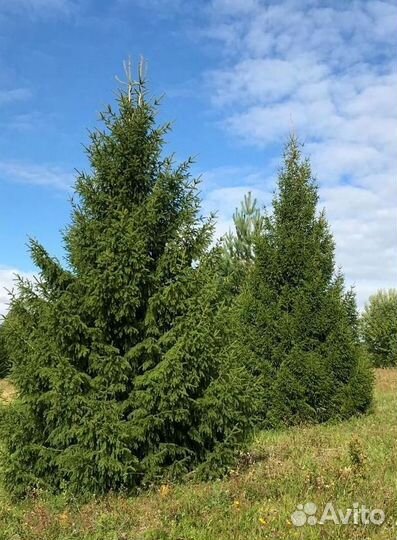 Ель 6+ м крупномер