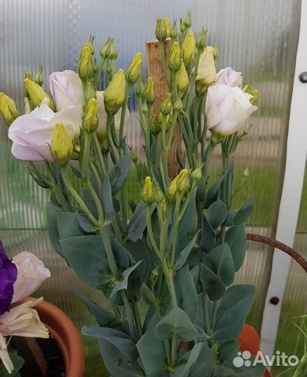 Цветы Эустома