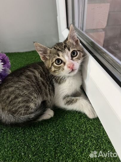 Котенок мальчик бесплатно