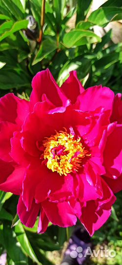 Пионы саженцы с закрытой корневой системой