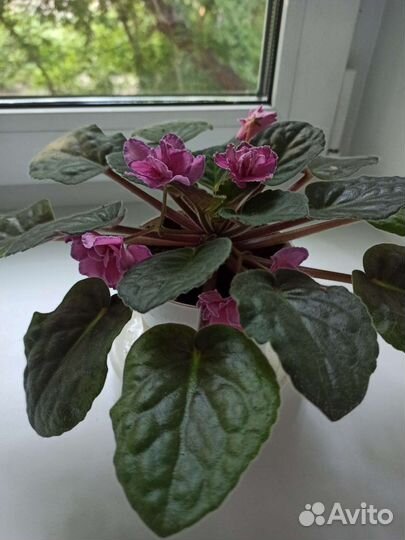 Фиалка в горшке