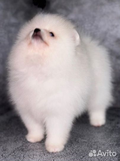 Померанский шпиц