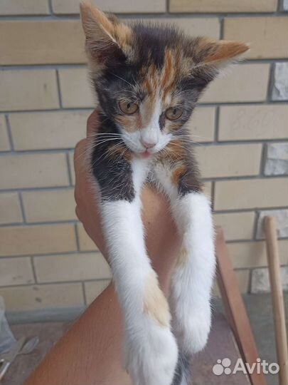 Кошка в дар бесплатно