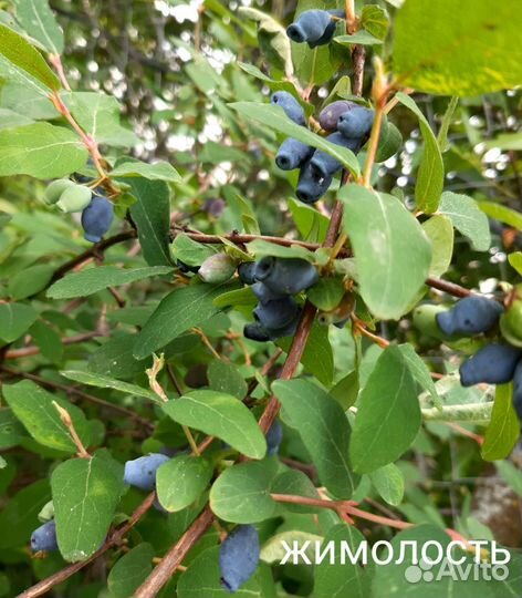 Плодоносящие кустарники