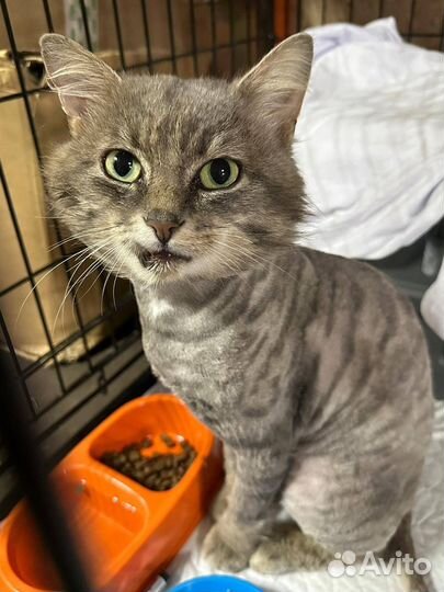 Ищем хозяина и друга