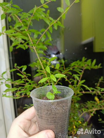 Гранатовое дерево