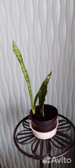 Сансевьерия