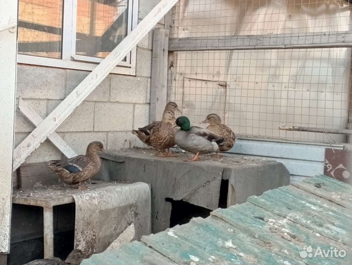 Утки подсадные для охоты