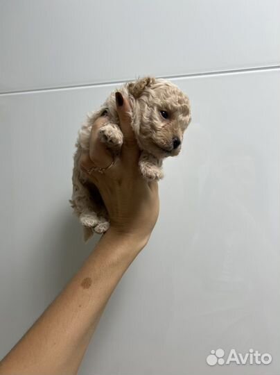 Мальтипу ф1 кудряшка бежевый капучино на август