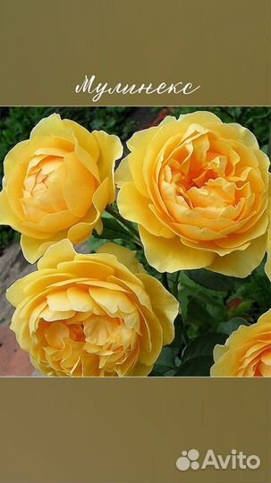 Саженцы роз