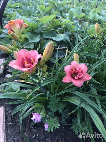 Лилейники сортовые