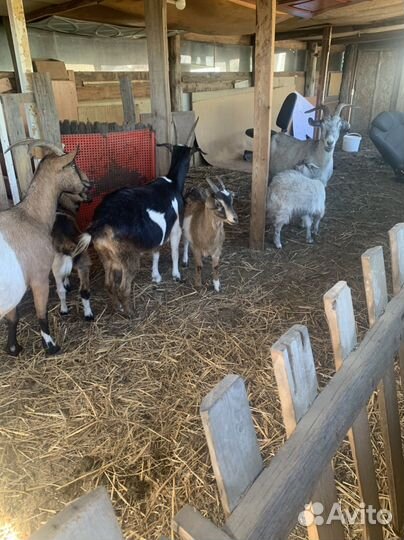 Козочка и козлик 4,5 месяца