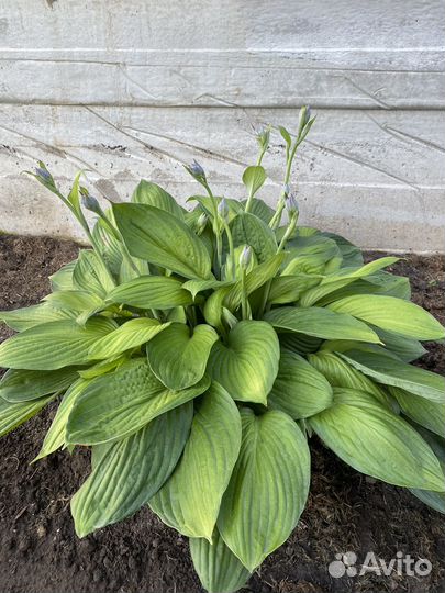 Хоста растение