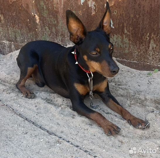 Щенки цвергпинчера