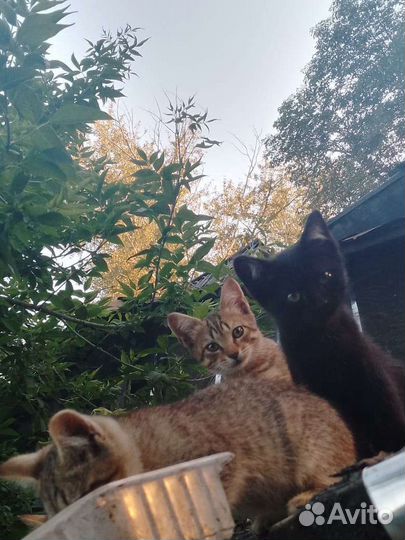 Котятки бесплатно
