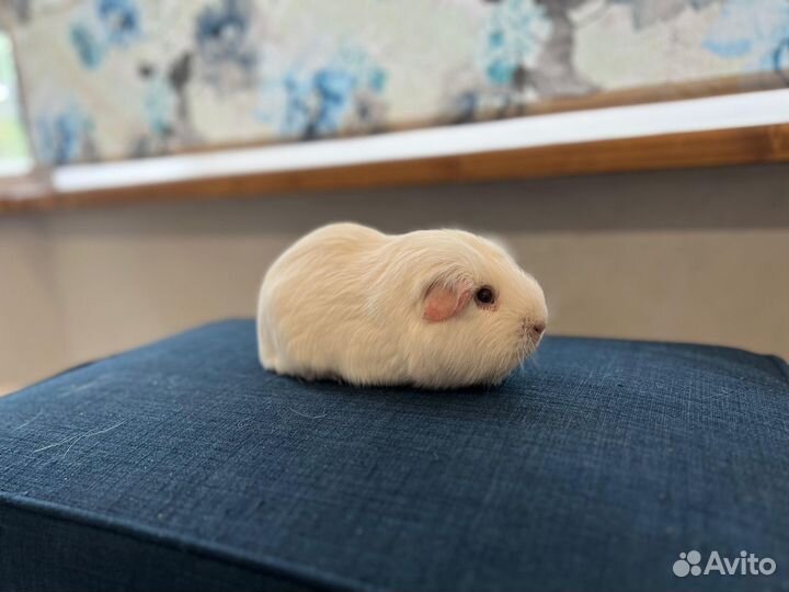 Морская свинка английский селф