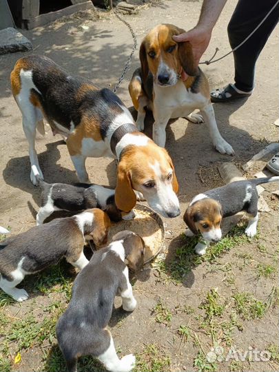 Продаются щенки