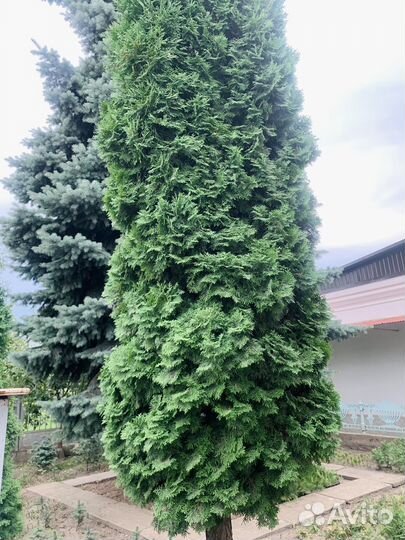 Продаются туи