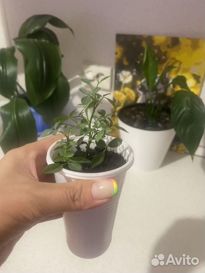 Мини - розa (комнaтнaя Роза)