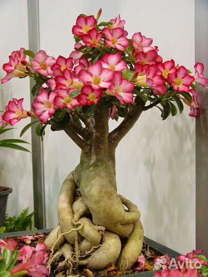 Адениум. Рассада