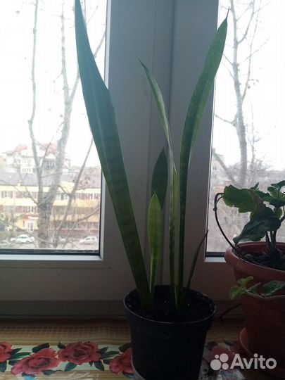 Сансевиерия Лаурентия, тёщин язык, щучий хвост