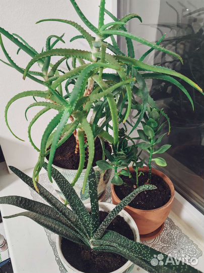 Алоэ, кактус. Цветы в дар