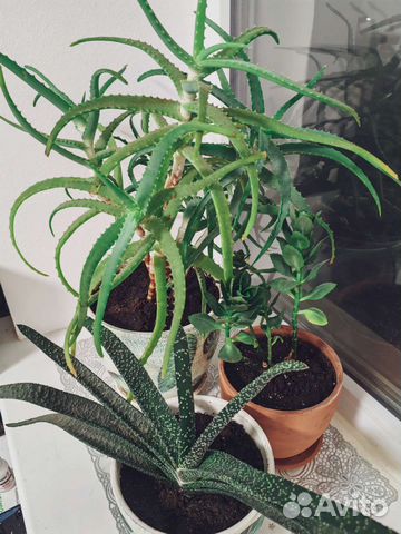 Алоэ, кактус. Цветы в дар