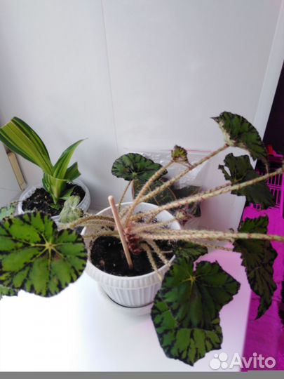 Фикус, Бегония, Каллизия