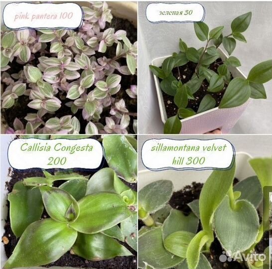 Традесканции каллизии 30 видов