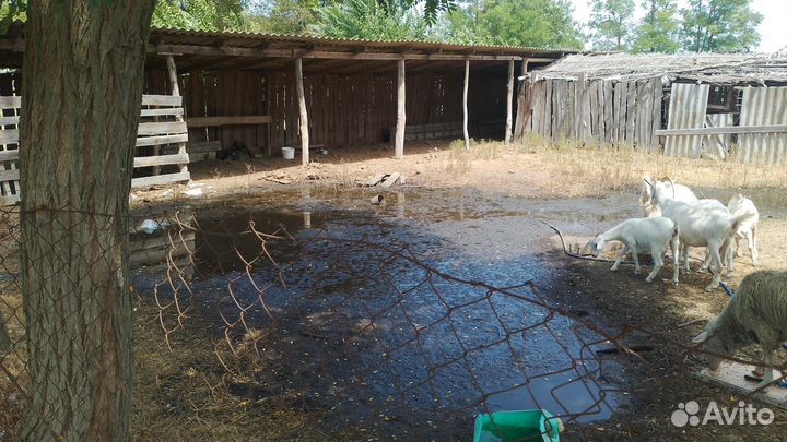 Продаются козы 6штук дойной породы 50т все