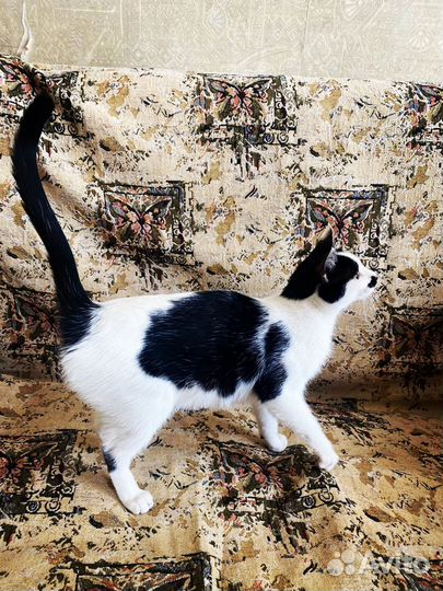 Молодая кошечка