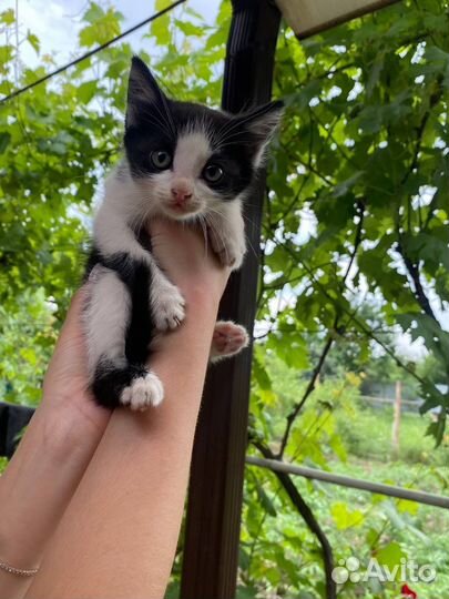 Кошка в дар