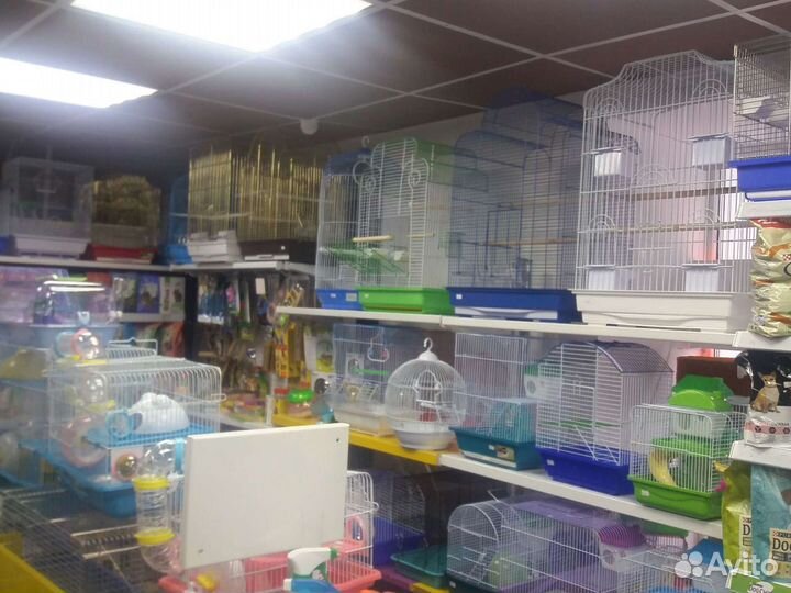 Попугаи волнистые