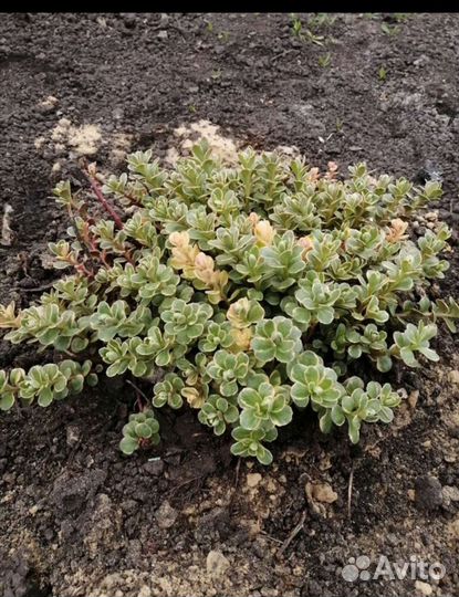 Многолетники почвопокровные