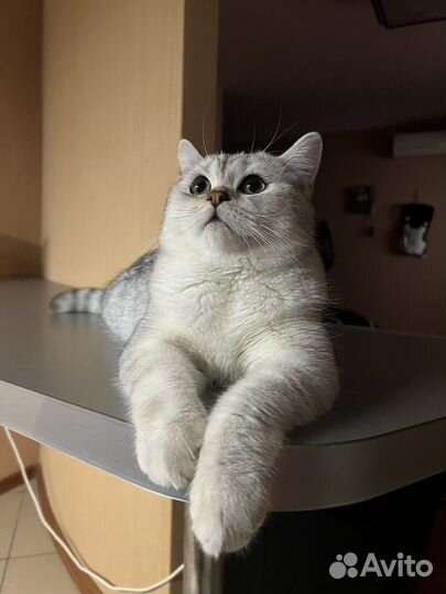 Вязка серебристая шиншилла