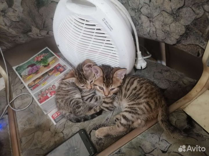 Продам мать шатланка, отец вислаухий британец