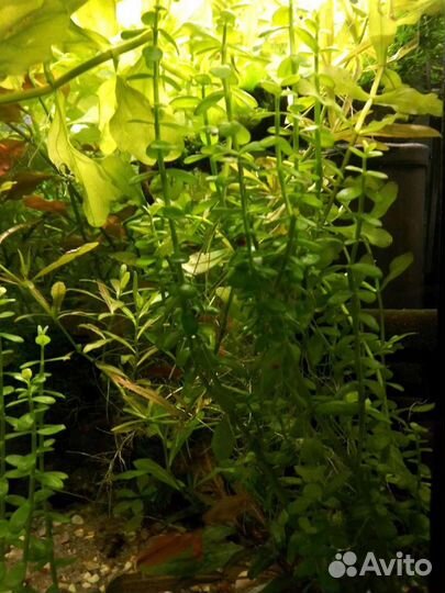 Аквариумные растения