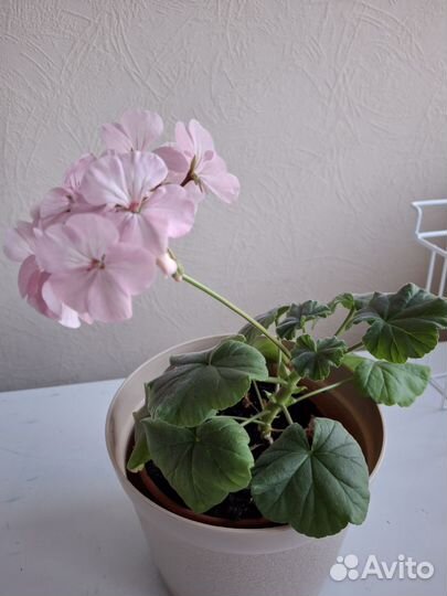 Герань пеларгония