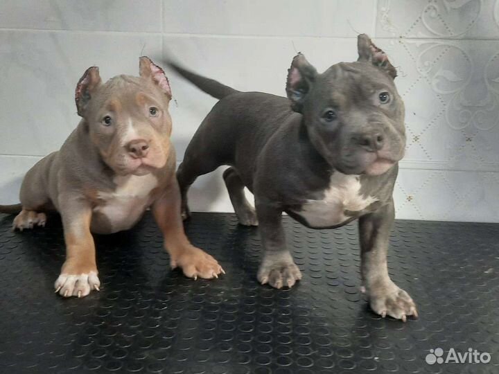 Американский булли